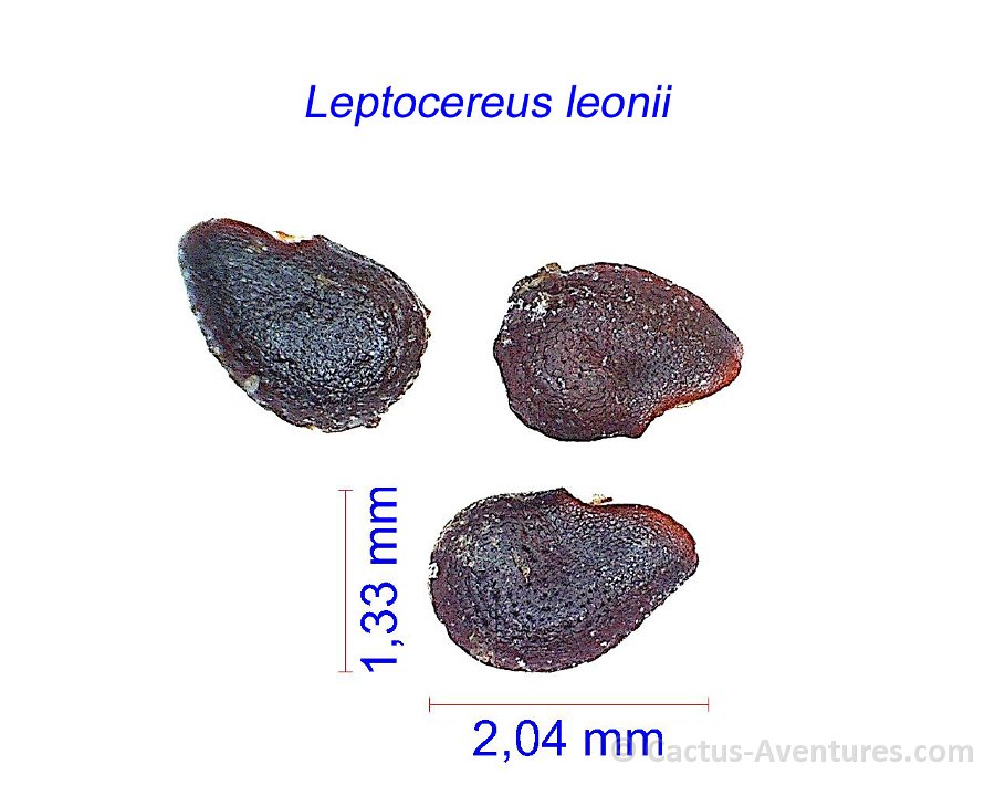 Leptocereus leonii Cuba JMA